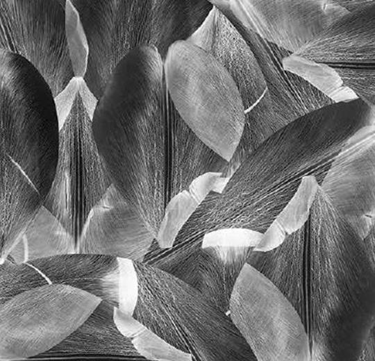 001588 Tulip Field Grey